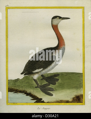 Red-necked Grebe Stockfoto