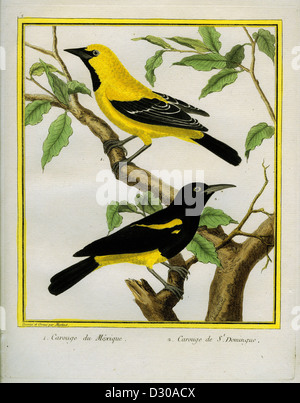 Schwarz mit Kapuze Oriole und entdecken Oriole früher größere Antillean Oriole Stockfoto