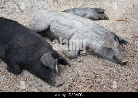 Freilandhaltung von Schweinen auf dem Col de Bavella, Corsica Stockfoto