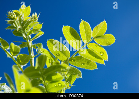 grüne Blätter an einem Baum gegen den blauen Himmel im Frühjahr Stockfoto