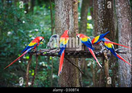 Hellroten Aras (Ara Macao), Papagei auf Maya-Ausgrabungsstätte Copan Ruinen, UNESCO-Weltkulturerbe, Honduras-Mittelamerika Stockfoto