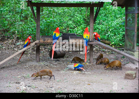 Hellroten Aras (Ara Macao), Papagei auf Maya-Ausgrabungsstätte Copan Ruinen, UNESCO-Weltkulturerbe, Honduras-Mittelamerika Stockfoto