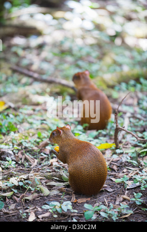 Gibnuts, Tiefland Paca (Cuniculus Paca) Copan Ruinen, Unesco World Heritage Site, Honduras, Mittelamerika Stockfoto