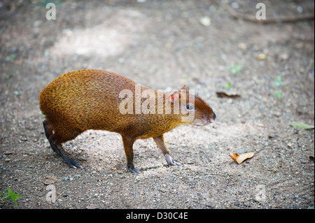 Gibnuts, Tiefland Paca (Cuniculus Paca) Copan Ruinen, Unesco World Heritage Site, Honduras, Mittelamerika Stockfoto