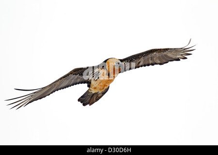 Bartgeier / Bartgeier / Gipetto (sollten Barbatus) im Flug gegen Schnee bedeckt Berghang in den Alpen, Italien Stockfoto