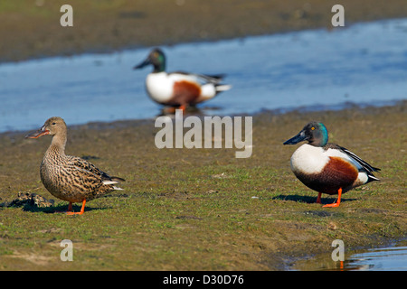 Nördlichen Löffelente / nördlichen Schauﬂer (Anas Clypeata) männlich und weiblich auf See Ufer Stockfoto