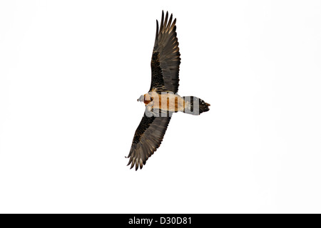 Bartgeier / Bartgeier / Gipetto (sollten Barbatus) im Flug gegen Schnee bedeckt Berghang in den Alpen, Italien Stockfoto