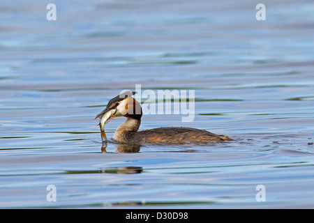 Haubentaucher (Podiceps Cristatus) Verzehr von Fisch beim Schwimmen im See Stockfoto