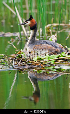 Haubentaucher (Podiceps Cristatus) Zucht auf Nest in See Stockfoto