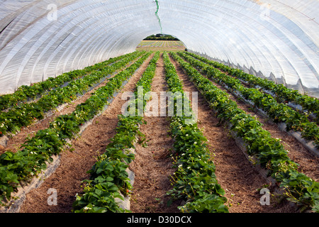 Anbau von Garten Erdbeeren (Fragaria X ananassa) in plastischen Gewächshaus, Deutschland Stockfoto