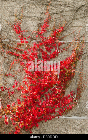 flache Block Hauswand und rot schlingpflanze wachsen im Herbst. Stockfoto