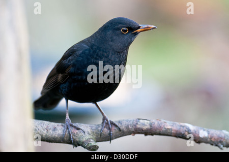 Blackbird auf Apfel-Ast. Stockfoto