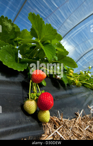 Anbau von Garten Erdbeeren (Fragaria X ananassa) in plastischen Gewächshaus, Deutschland Stockfoto