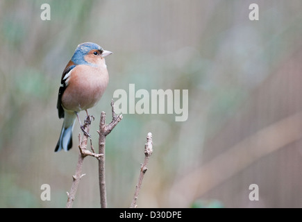 Buchfink auf Ast. Stockfoto