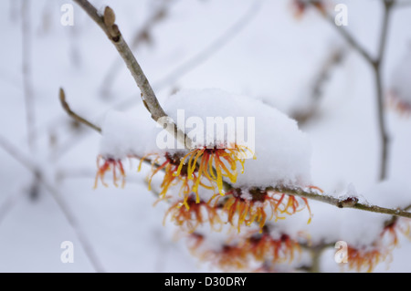 Hamemelis x intermedia 'Jelena' im Schnee Stockfoto