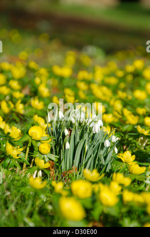 Schneeglöckchen (Galanthus Nivalis) und Winter Aconites (Eranthis Hyemalis) Stockfoto