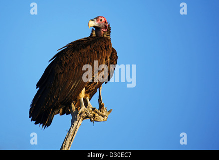 Ohrengeier konfrontiert Geier, Chobe Nationalpark, Botswana, Aegypius tracheliotus Stockfoto