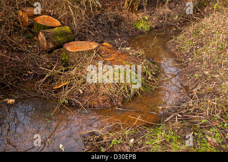 Stream gelöscht nach Naturschutzarbeit Stockfoto