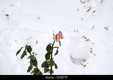 tot geschnittene rose blüht auf Hintergrund der Winterschnee im Herbst. Stockfoto