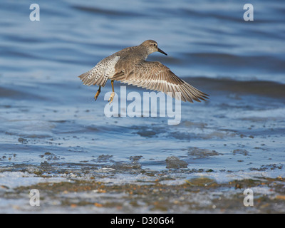 Knoten im Flug Stockfoto