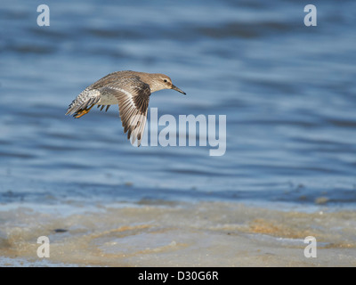 Knoten im Flug Stockfoto