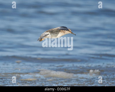 Knoten im Flug Stockfoto