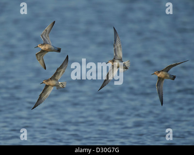 Knoten im Flug Stockfoto