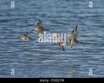 Knoten im Flug Stockfoto