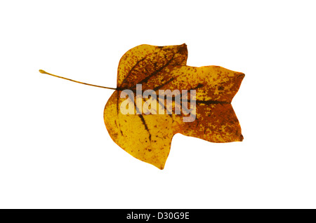 Sear Tulpenbaum Blatt eingeschaltet Seite isoliert auf weißem Hintergrund. Stockfoto