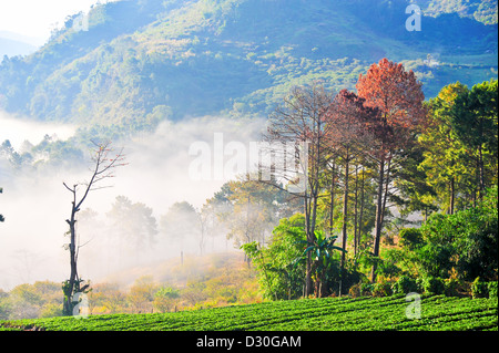 Erdbeer-Plantage in Berg Doi Angkhang, Chiangmai: Thailand Stockfoto