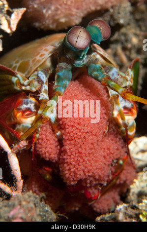 Ein Fangschreckenkrebs mit einer Ei-Masse in der Lembeh Strait, Nord-Sulawesi. Stockfoto