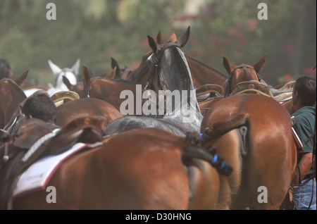 Dubai, Vereinigte Arabische Emirate, eine Gruppe von Polopferde Stockfoto