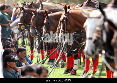 Dubai, Vereinigte Arabische Emirate, Pfleger und Pferd polo Stockfoto