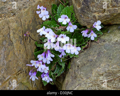 Haberlea, Haberlea Rhodopensis, Gesneriengewächse. Bulgarien, Griechenland, Europa. Stockfoto