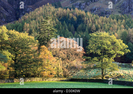 Baum auf der Ostseite des Buttermere im Lake District National Park Stockfoto