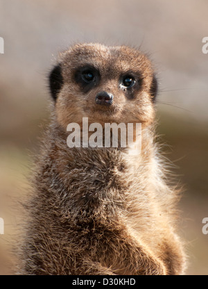 Erdmännchen, Blick in die Kamera Stockfoto