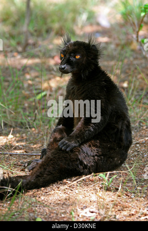 Black Lemur, Eulemur Macaco Macaco, Lemuridae, Primaten. Madagaskar, Afrika. Stockfoto