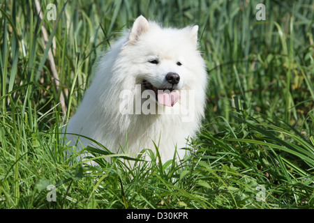 Hund, Samojede / Samojede Erwachsenen Porträt Stockfoto