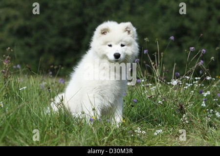 Hund, Samojede / Samojede Welpen sitzen auf einer Wiese Stockfoto