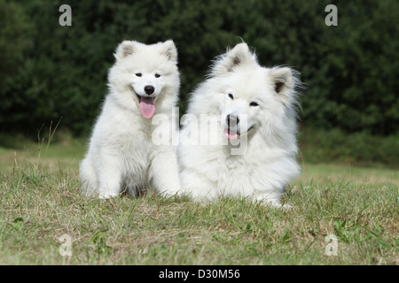 Hund, Samojede / Samojede Erwachsene und Welpen in einer Wiese Stockfoto