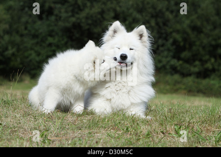 Hund, Samojede / Samojede Erwachsene und Welpen in einer Wiese Küsse Stockfoto