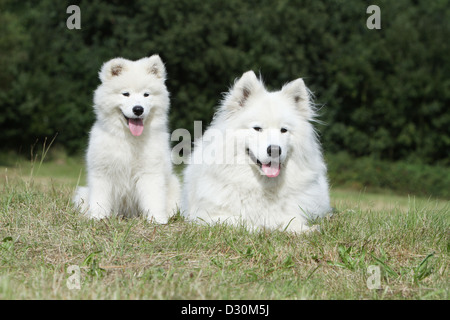 Hund, Samojede / Samojede Erwachsene und Welpen in einer Wiese Stockfoto