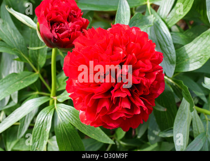 Europäische Pfingstrose oder gemeinsame Pfingstrose, Paeonia Officinalis var. Rubra, Paeoniaceae. Stockfoto