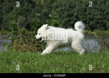Hund, Samojede / Samojede Welpen laufen in einem Park Stockfoto