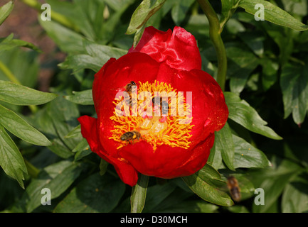 Pfingstrose, Paeonia Peregrina, Paeoniaceae. Portugal und Spanien, Europa. Stockfoto