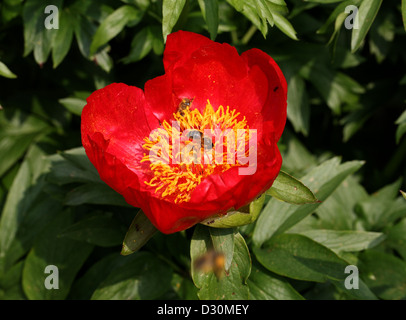 Pfingstrose, Paeonia Peregrina, Paeoniaceae. Portugal und Spanien, Europa. Stockfoto