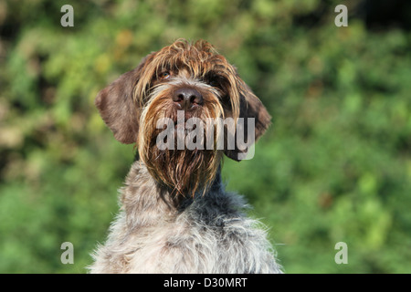 Hund Drahthaar deuten Griffon / Korthals Griffon Erwachsenen Porträt Stockfoto