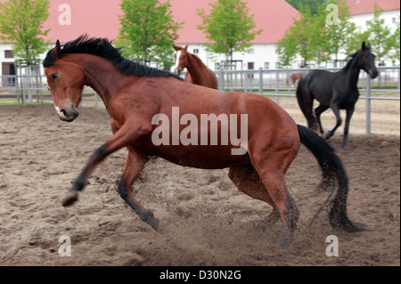 Neustadt / Dosse, Deutschland, Pferde Toben im Sand Fahrerlager Stockfoto