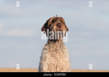 Hund Drahthaar deuten Griffon / Korthals Griffon Erwachsenen Porträt Stockfoto