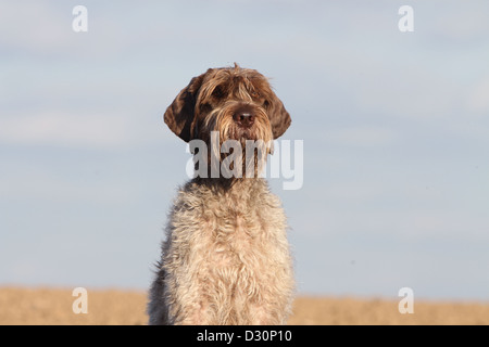 Hund Drahthaar deuten Griffon / Korthals Griffon Erwachsenen Porträt Stockfoto